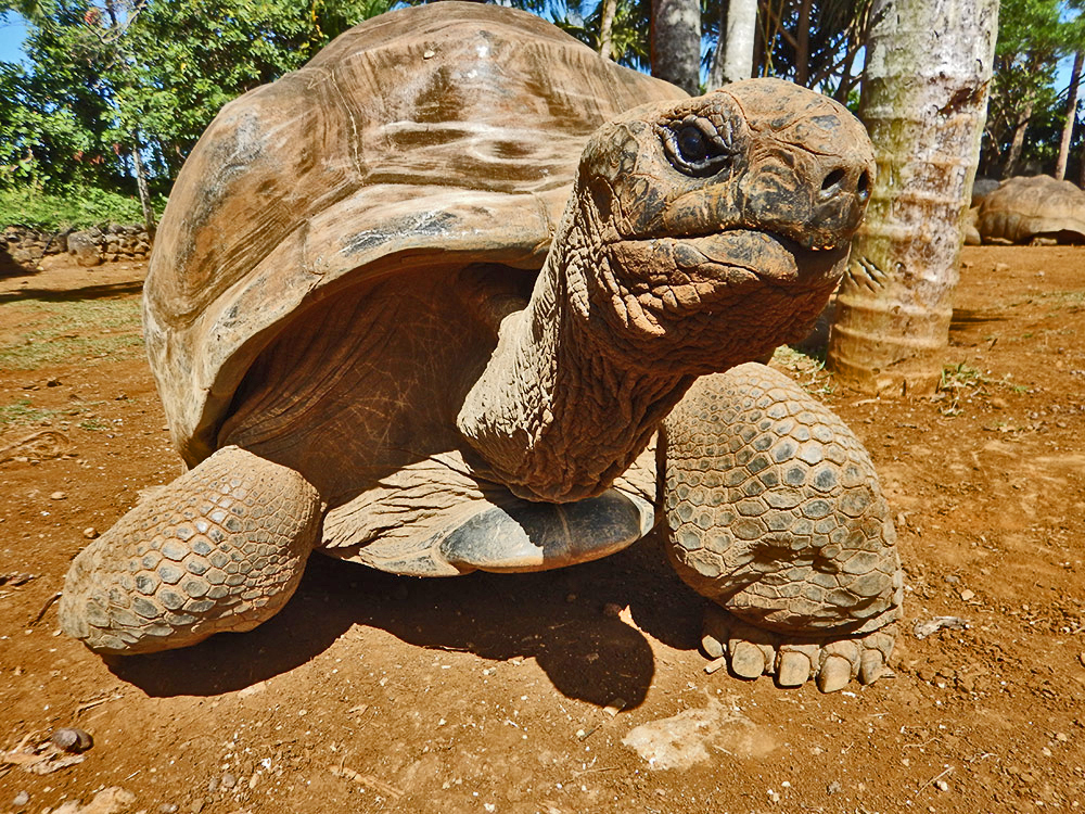 Marvellous Mauritius: Exploring Mauritus