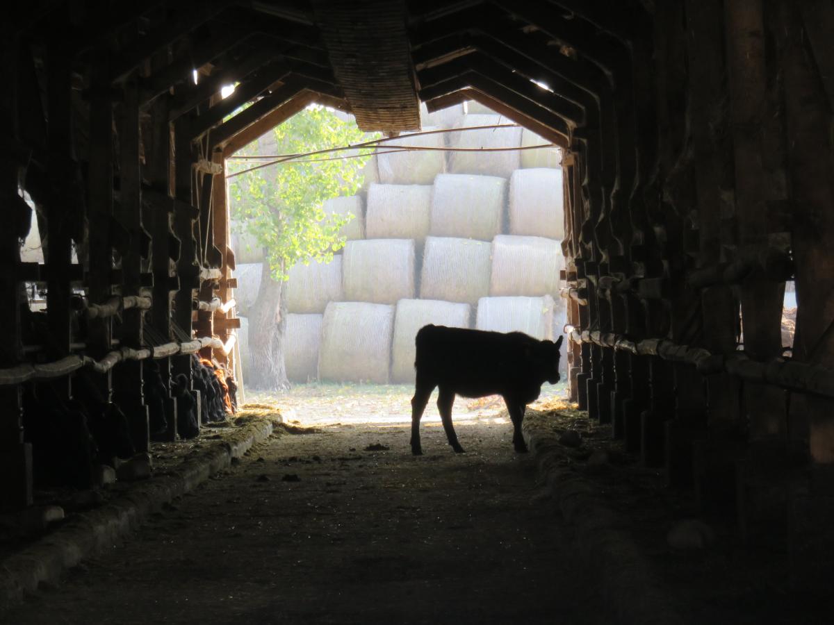 Meinklang Farm