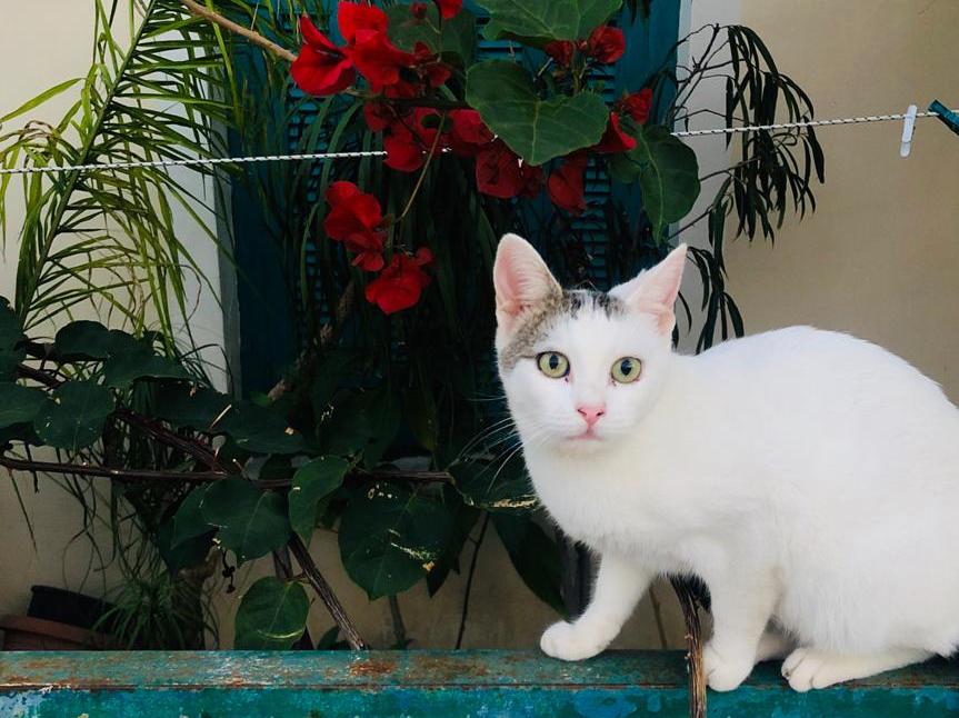 Cats in Kefalonia