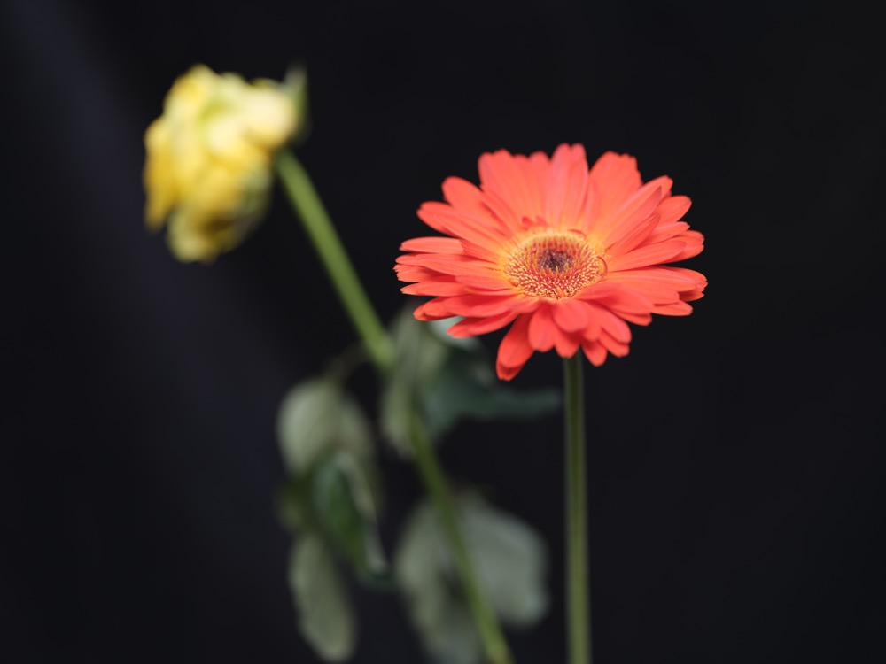 Fujifilm GFX100S Review-Best Luxury Camera