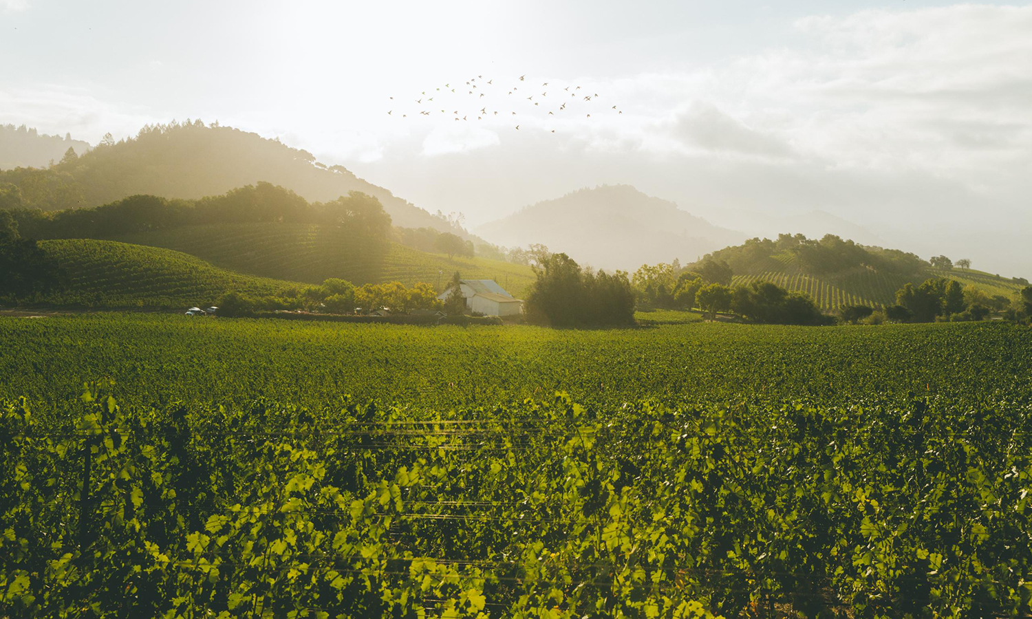 The Quintessa Estate