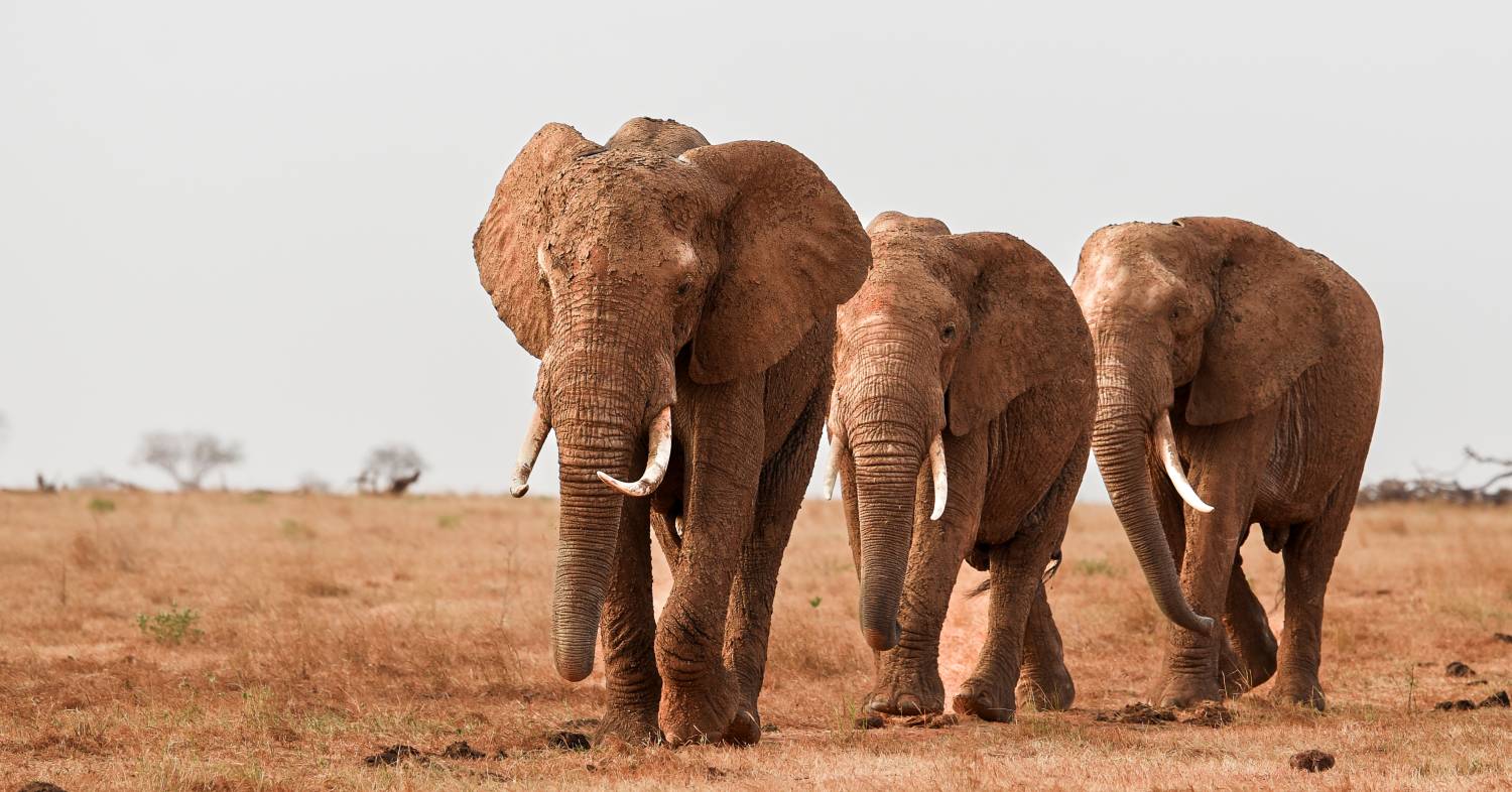 Tsavo East , Kenya 