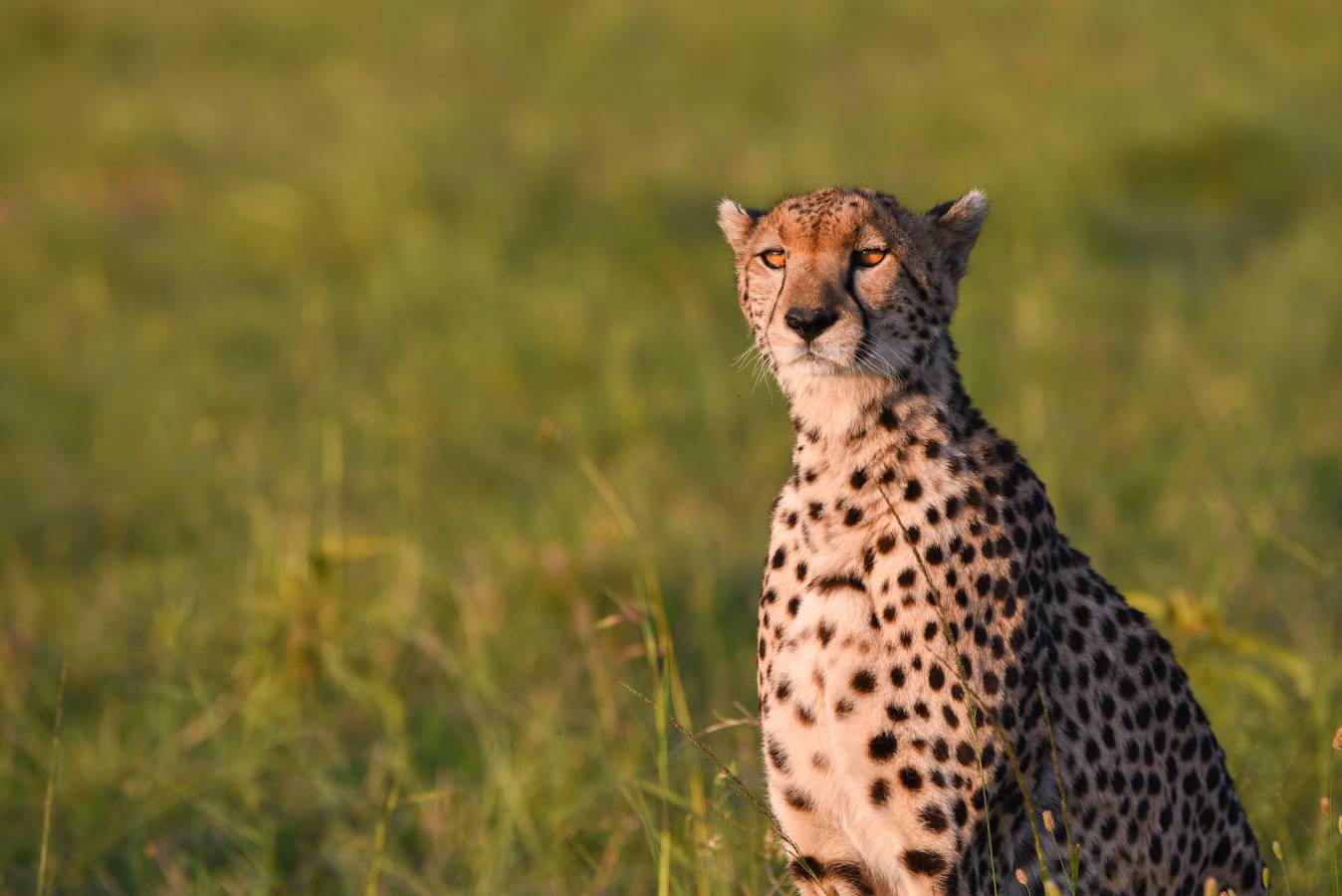  Kenya.  Nikon D750 300mm