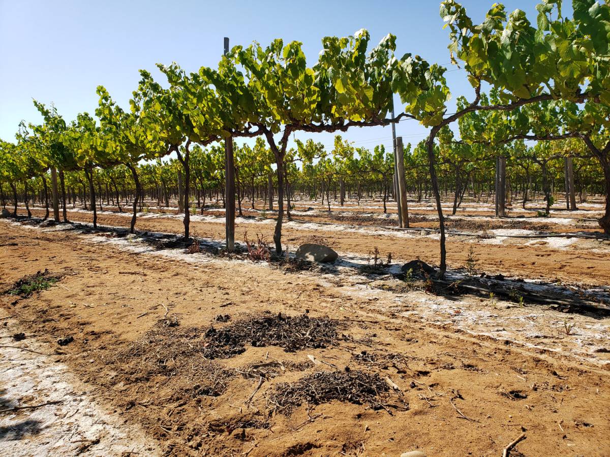 The vineyards