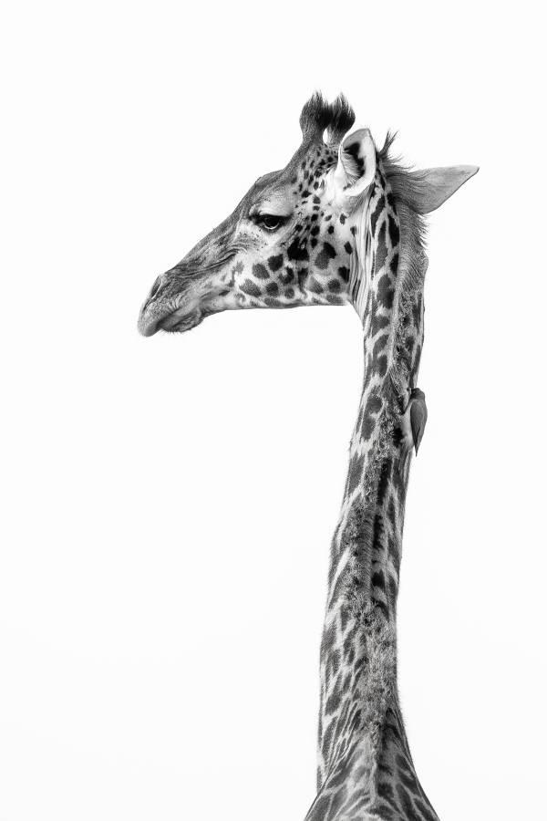 Kenya. Nikon D750 300mm