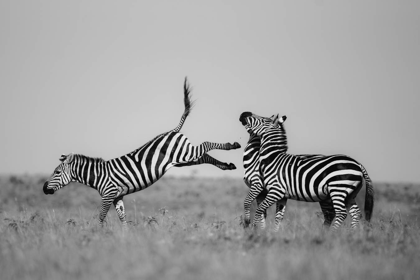 Kenya Nikon D750 300mm
