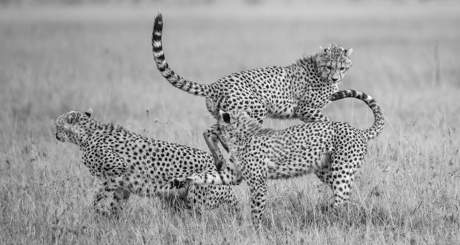 Kenya Nikon D750 300mm