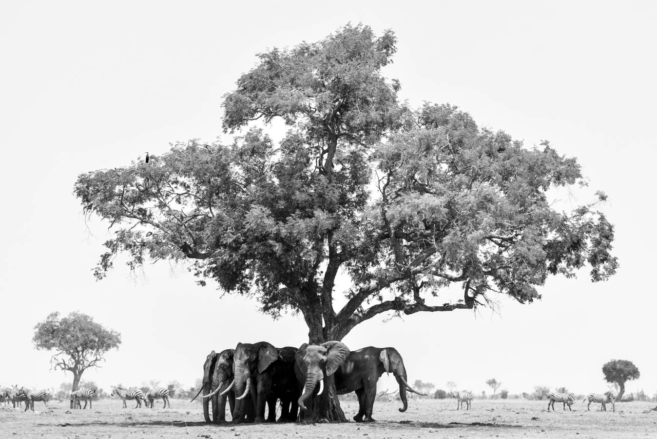 Kenya Nikon D750 24 – 70mm