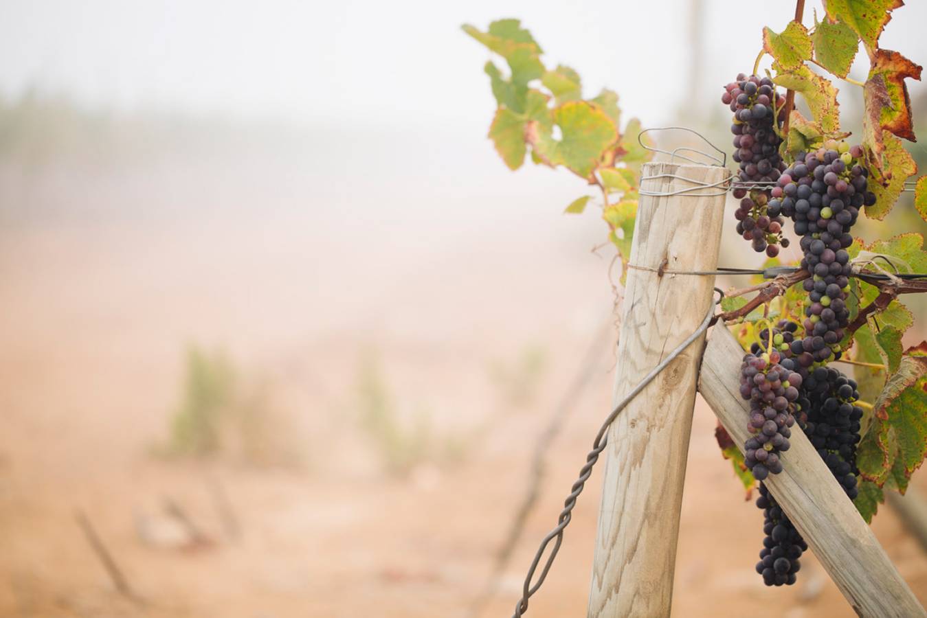 Grapes growing on the vine