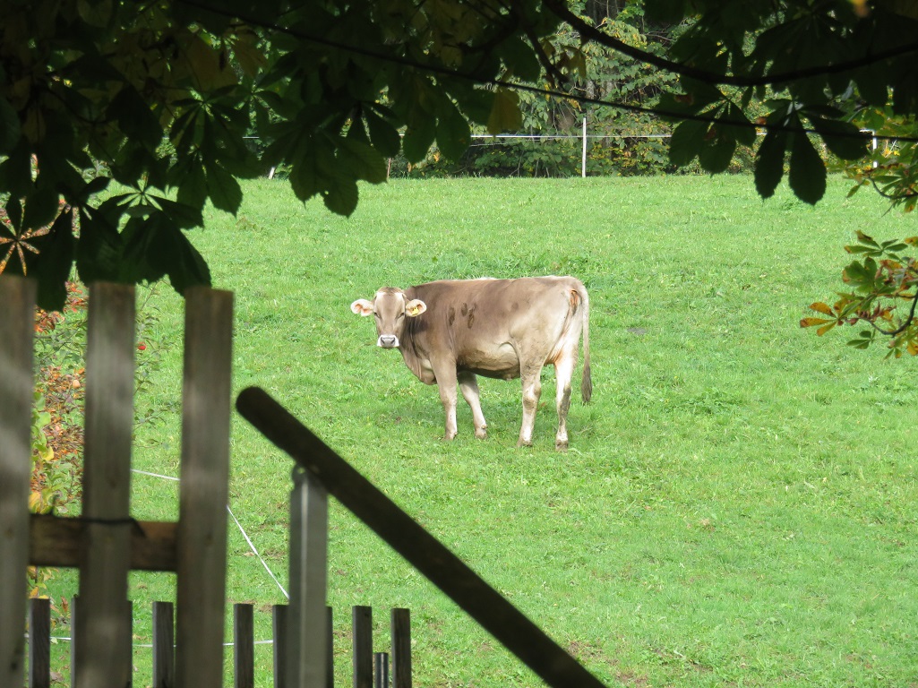 Alpine Cattle in the village