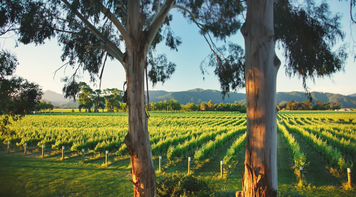The Cloudy Bay vineyards
