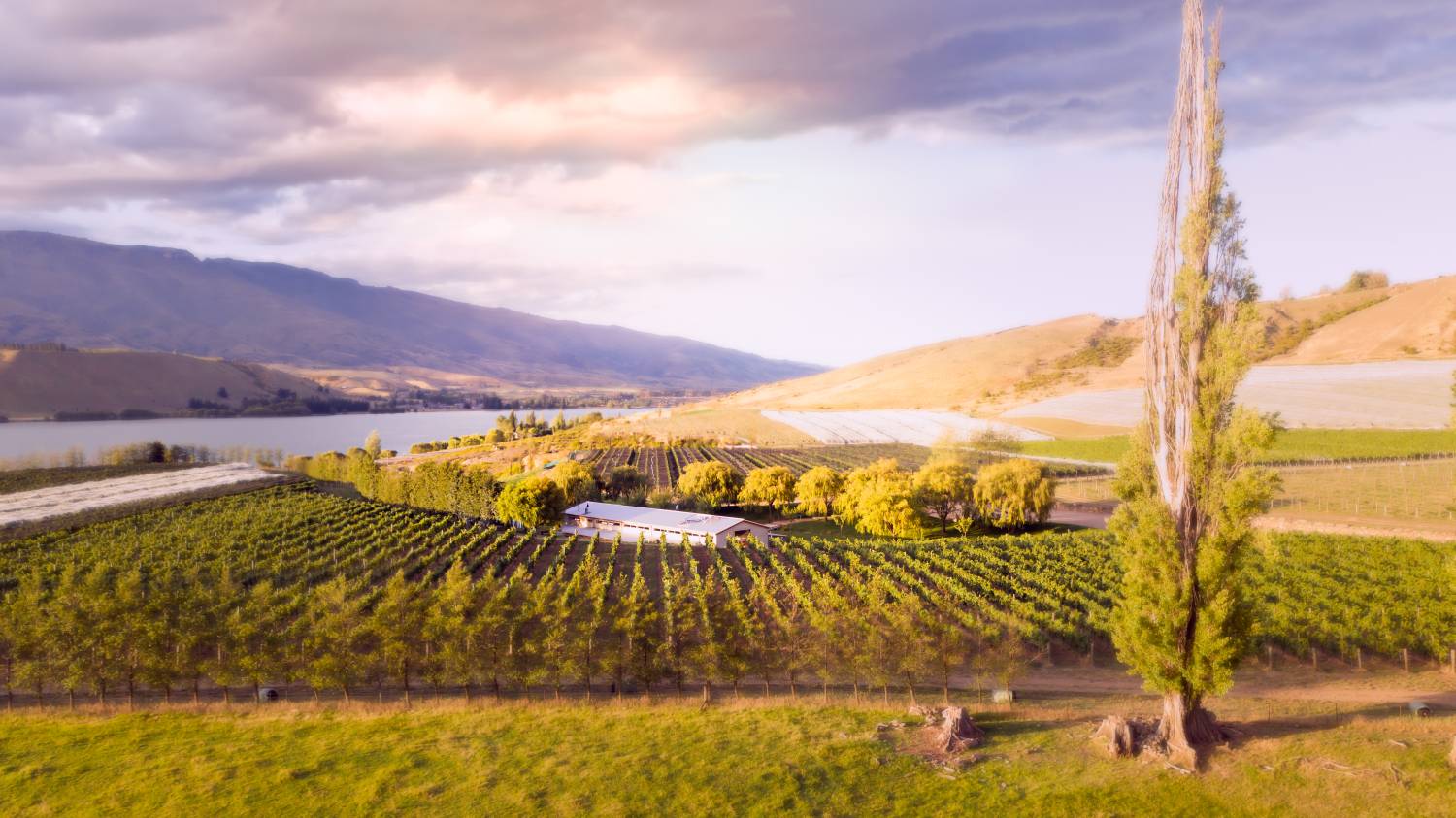 Cloudy Bay winery
