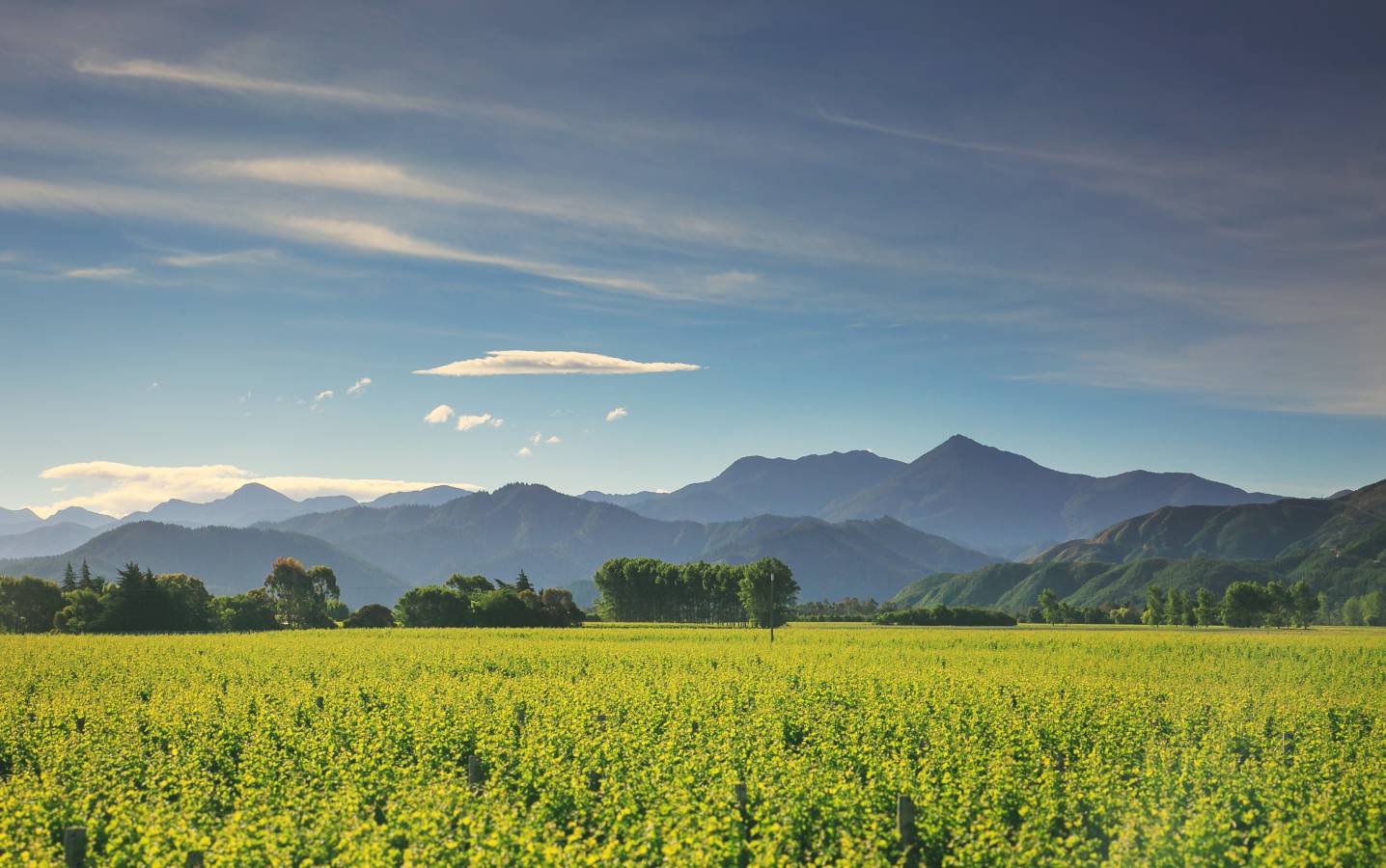 Across the vineyards to the Richmond Ranges