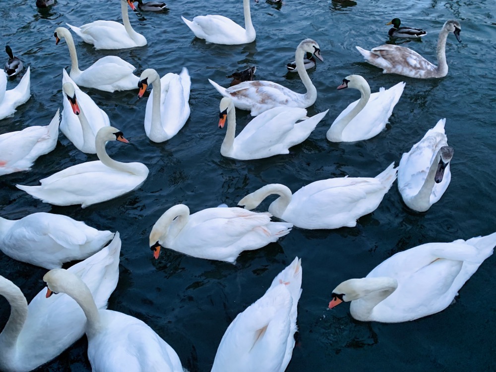 The Arden Hotel Stratford Swans