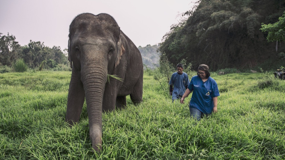 Anantara Elephant Jungle Bubbles Thailand