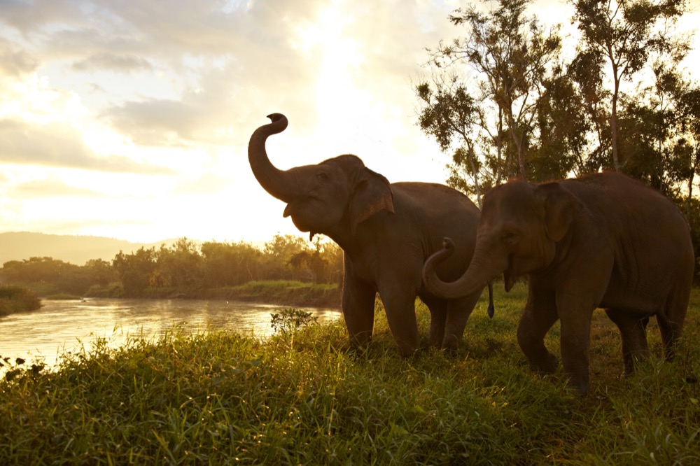 Anantara Elephant Jungle Bubbles Thailand