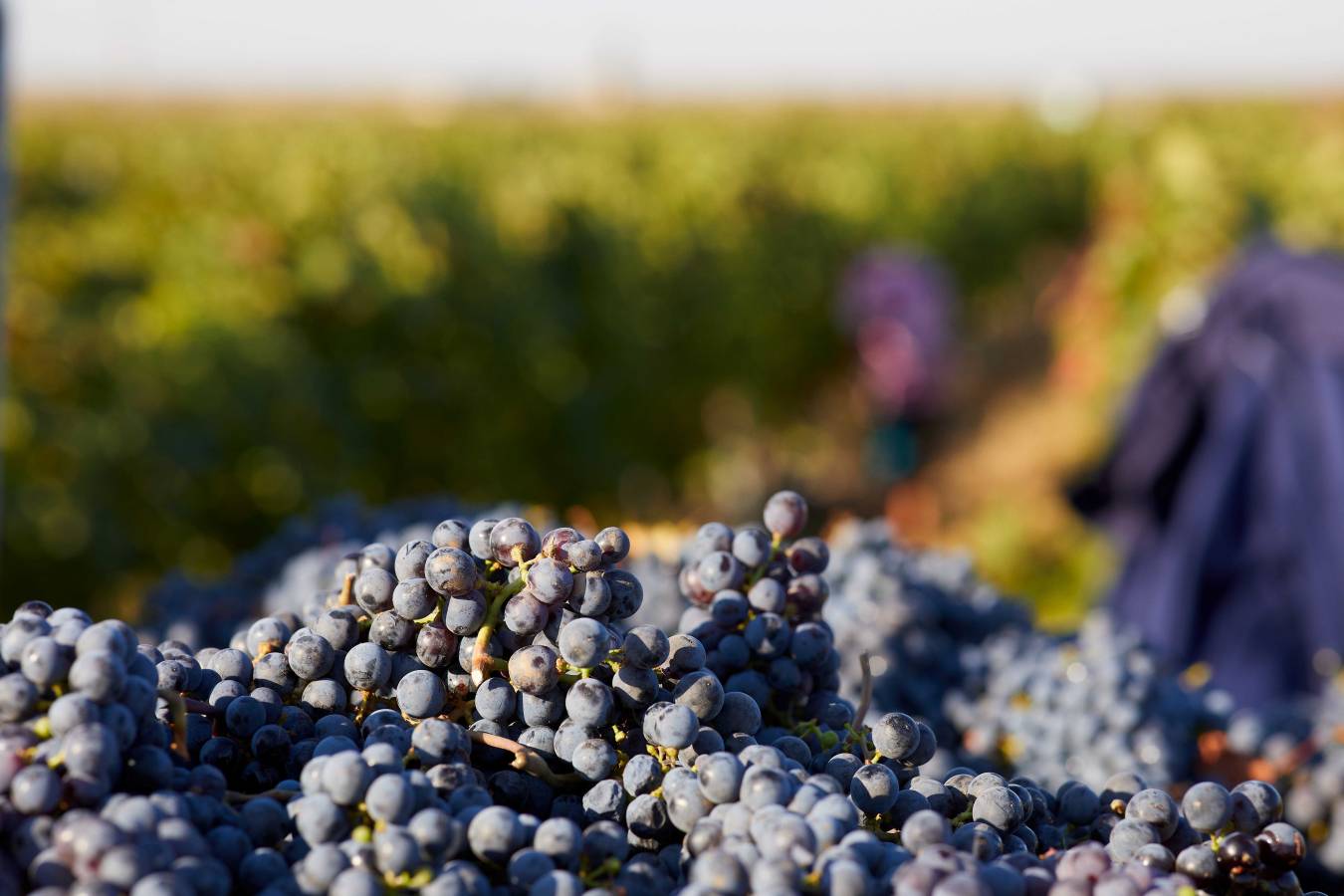 Fetească Neagră Grape Variety