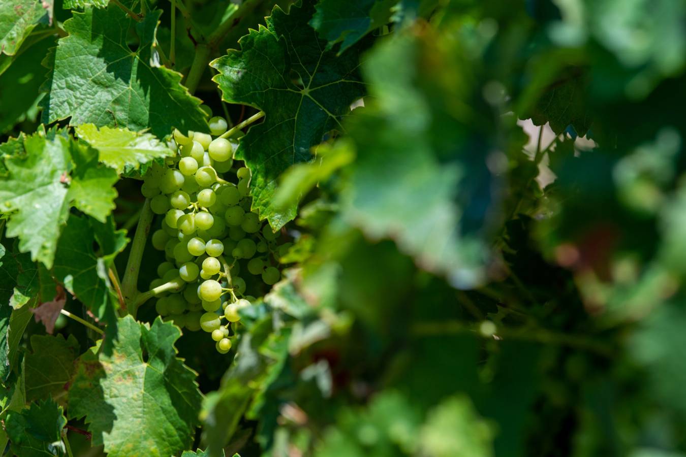Ugni Blanc grapes