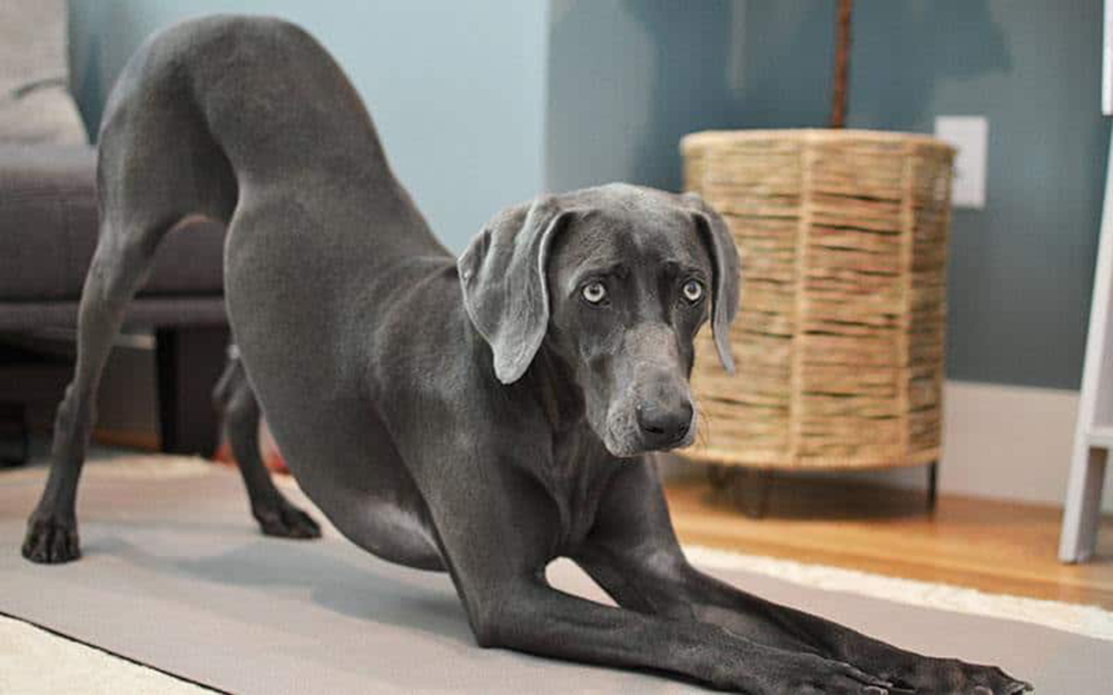 Doga