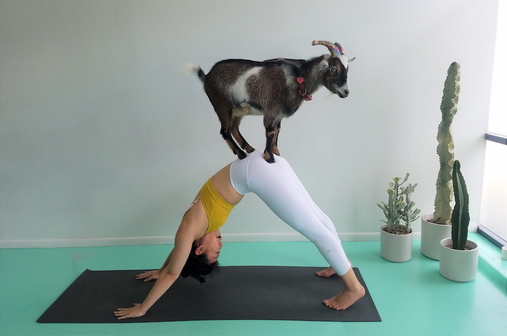 Goat Yoga