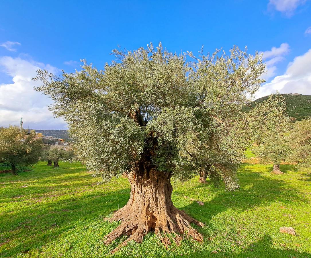 Ancient Olive Tree
