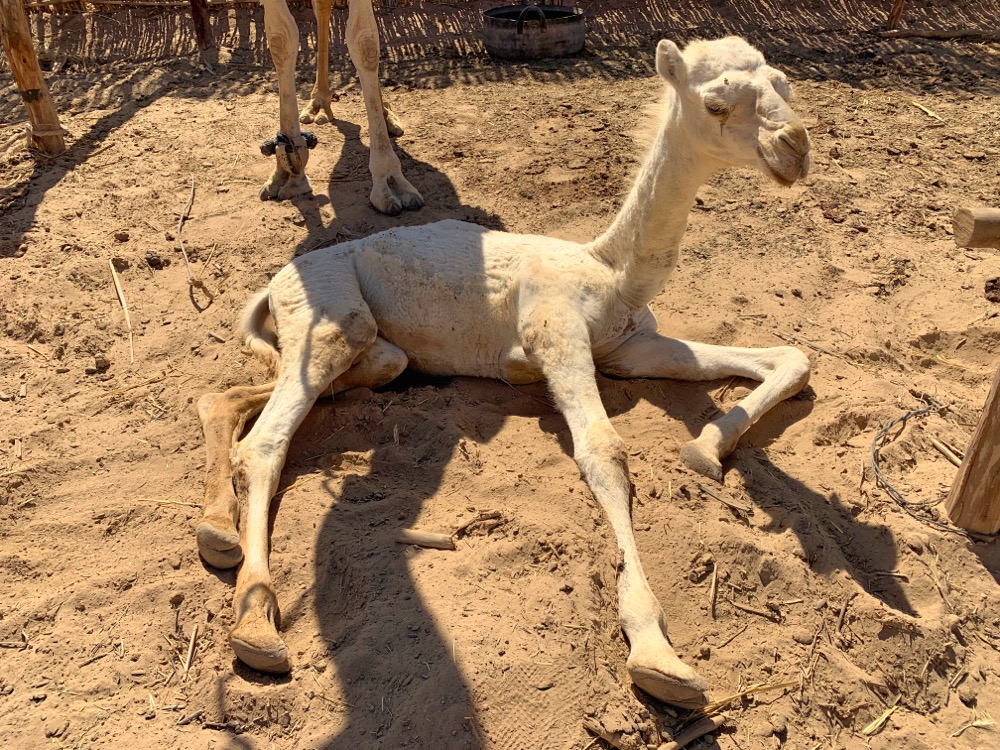Berber Baby Camel