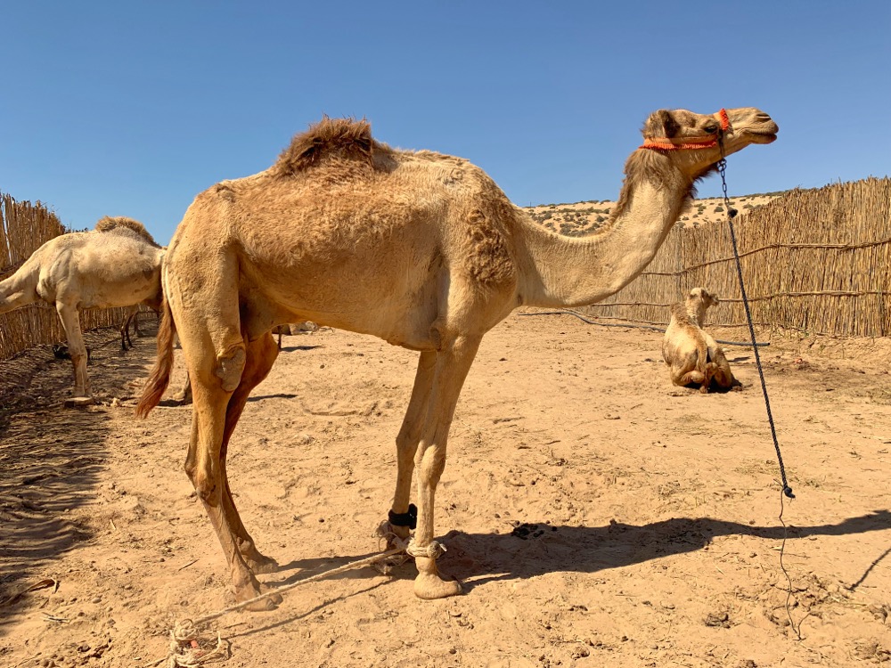 Berber Camel
