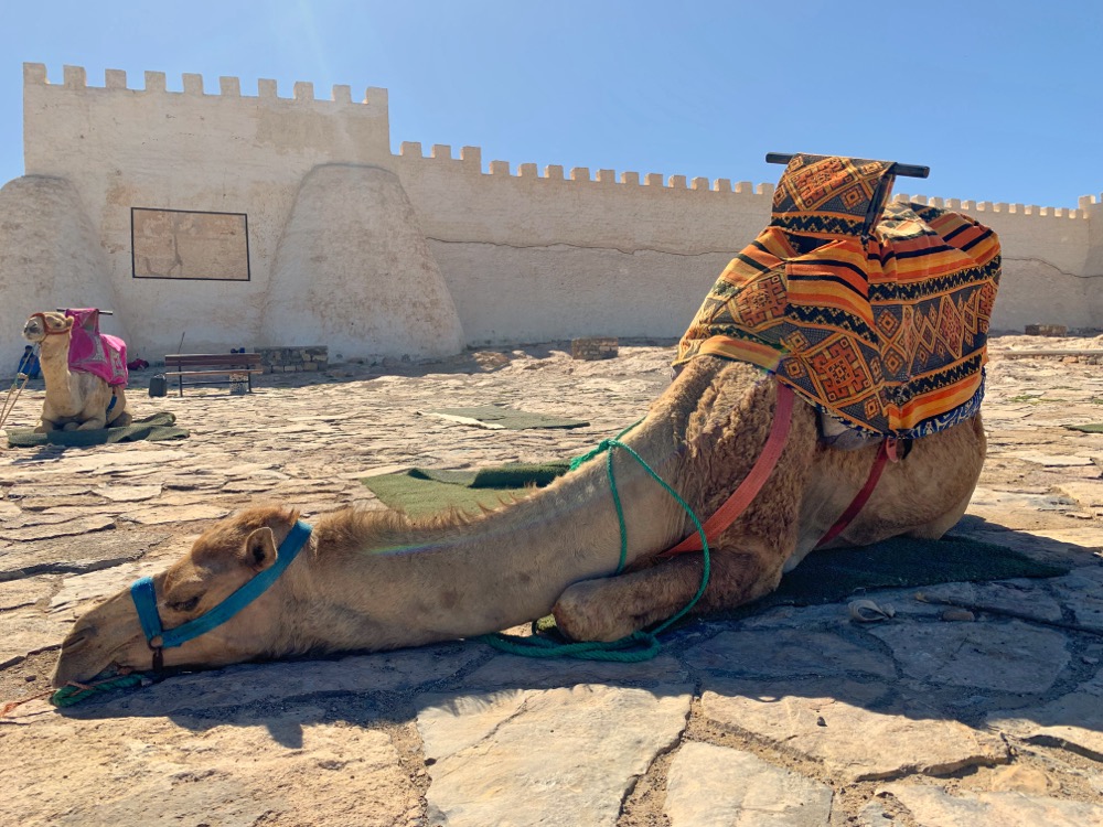 Berber Camel