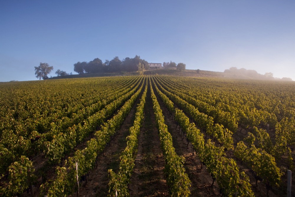 Chateau Quintus Vineyard