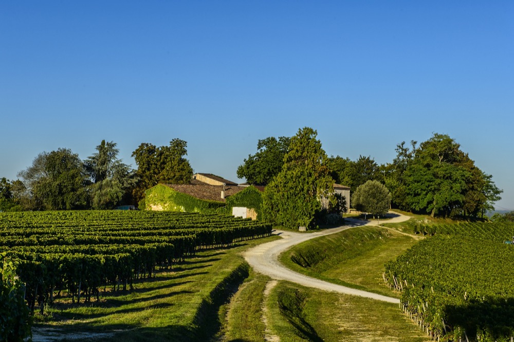 Chateau Quintus Vineyard