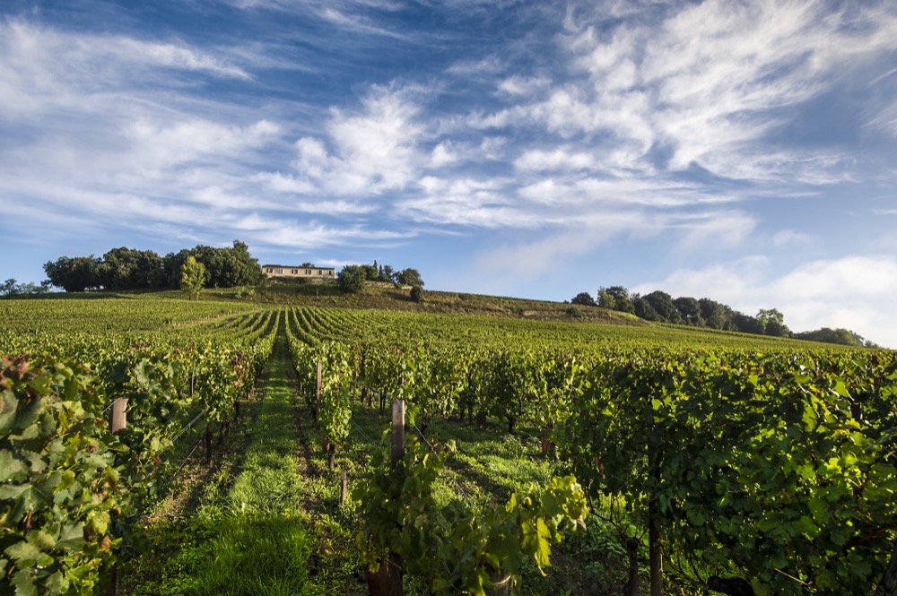Chateau Quintus Vineyard