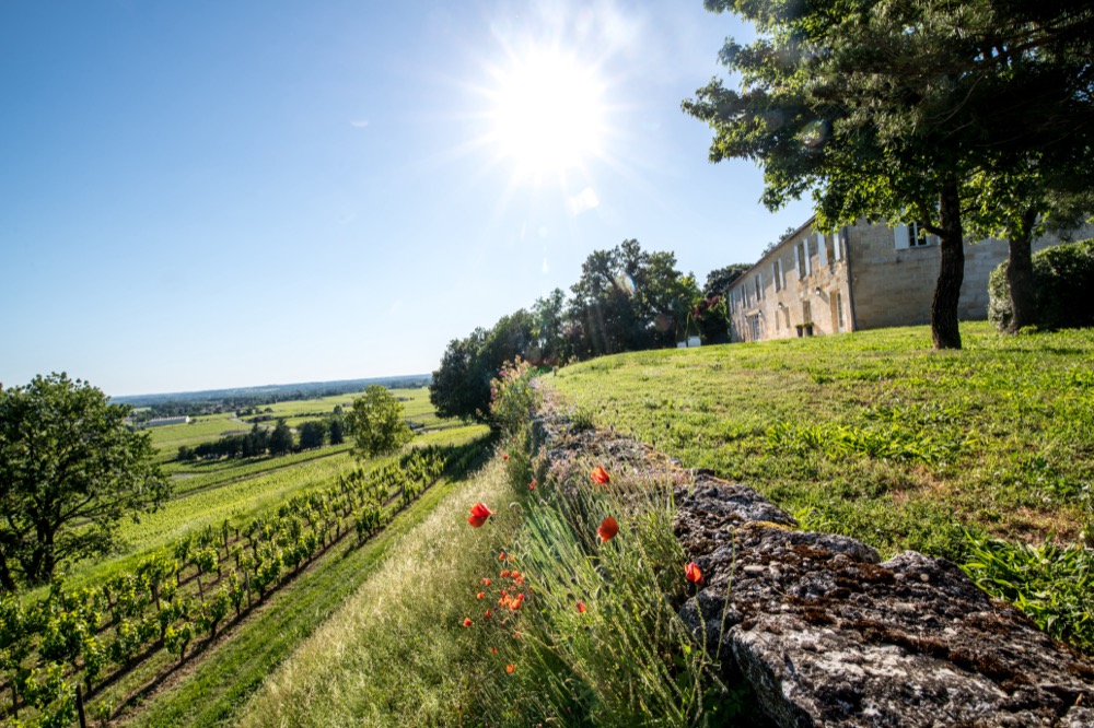 Chateau Quintus Vineyard