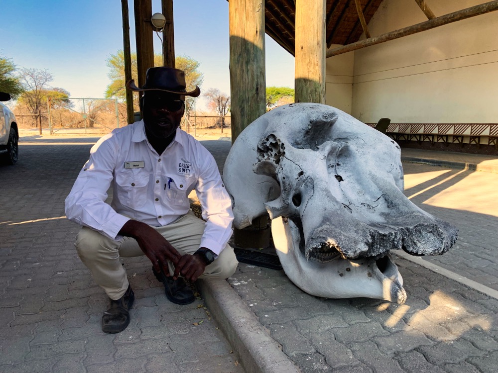 Metal with Elephant Skull