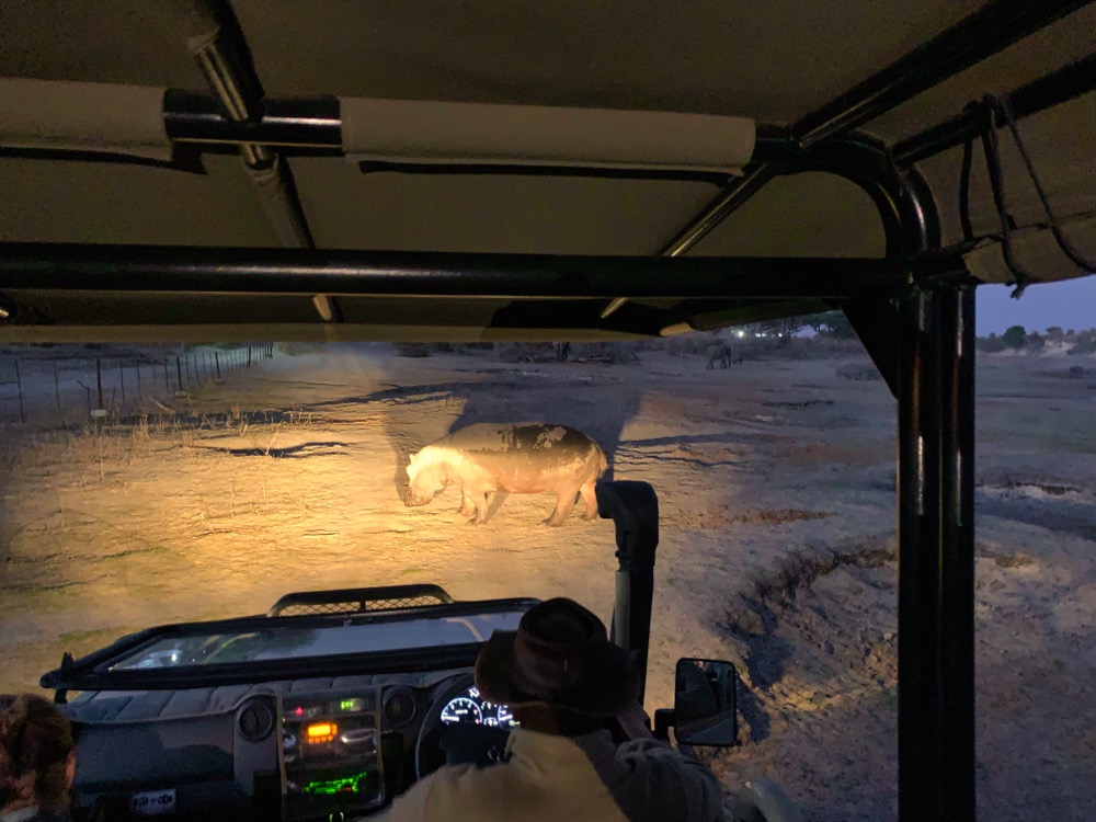 Driving Through Hippos