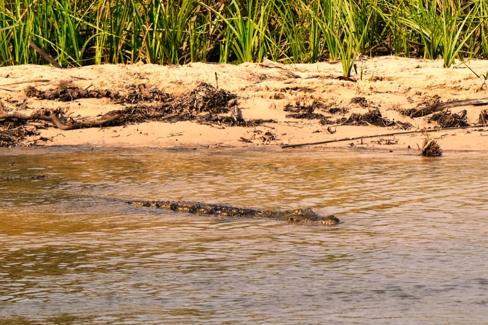 Crocodiles Nxamaseri Island Lodge On The Okavango Delta