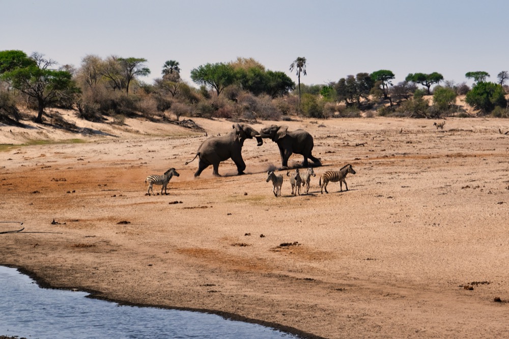 Leroo La Tau Lodge On The Makgadikgadi Pans National Park