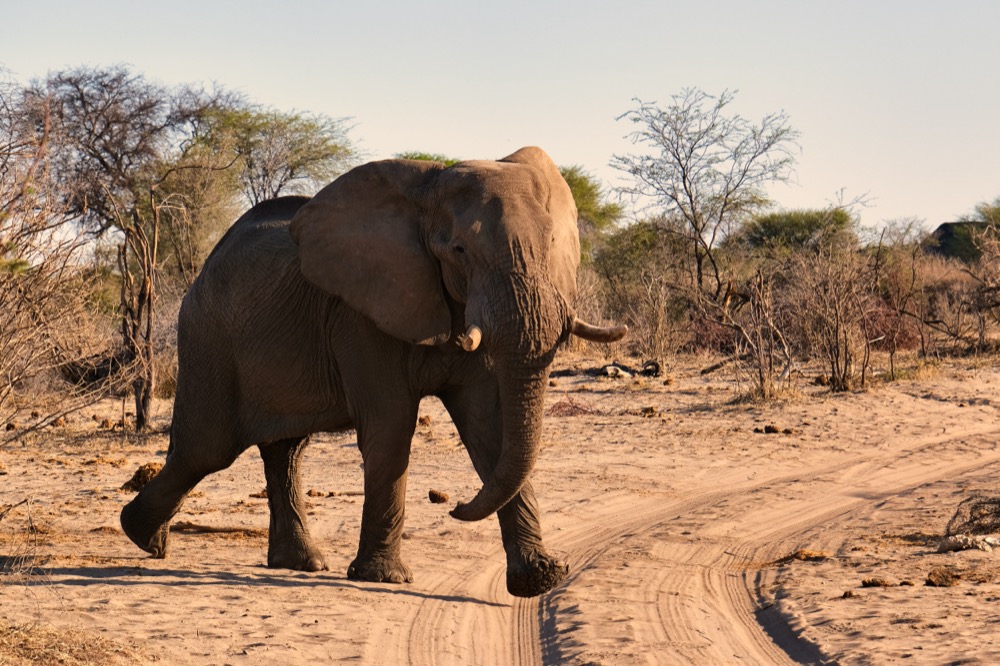Elephant Safari Leroo La Tau Lodge Botswana