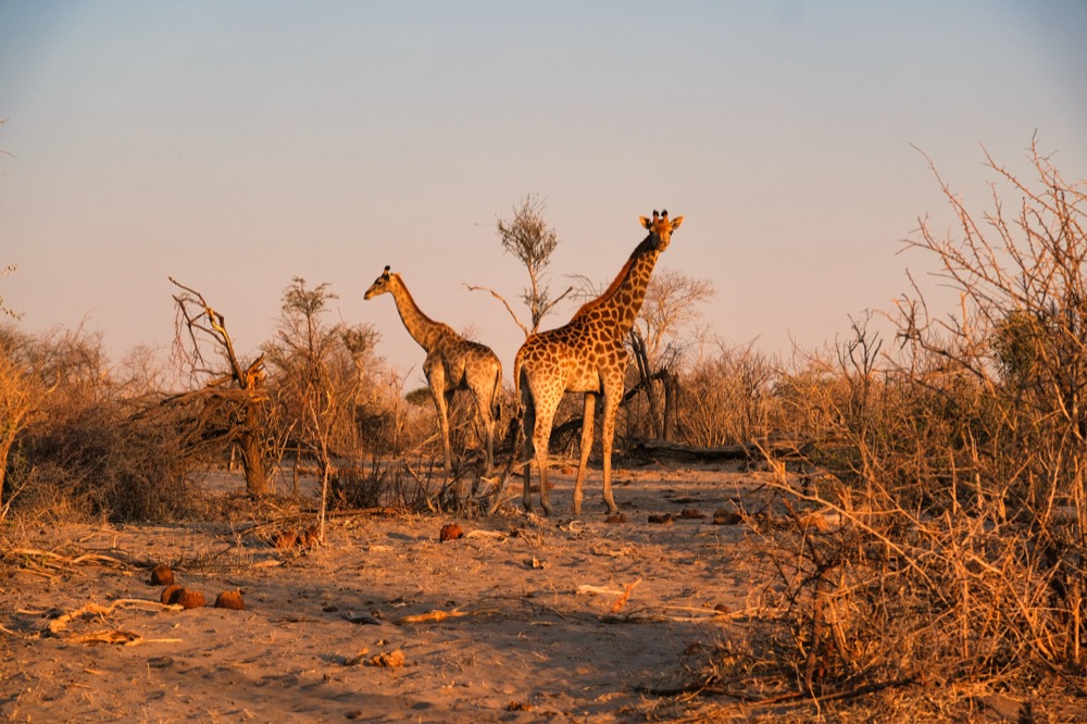 Giraffes On Safari Leroo La Tau Lodge Botswana