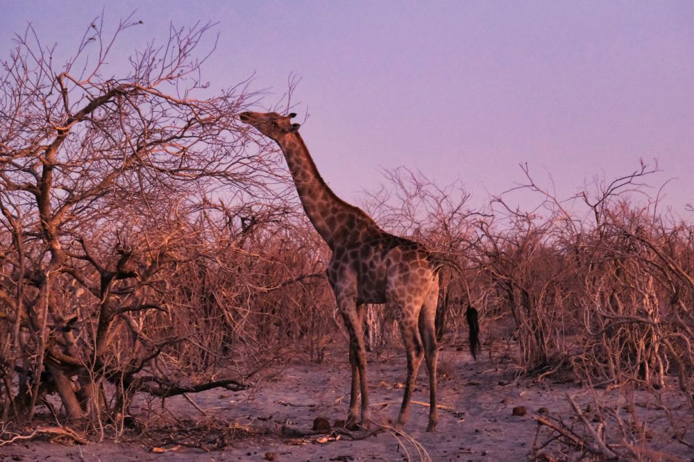 Giraffe Botswana
