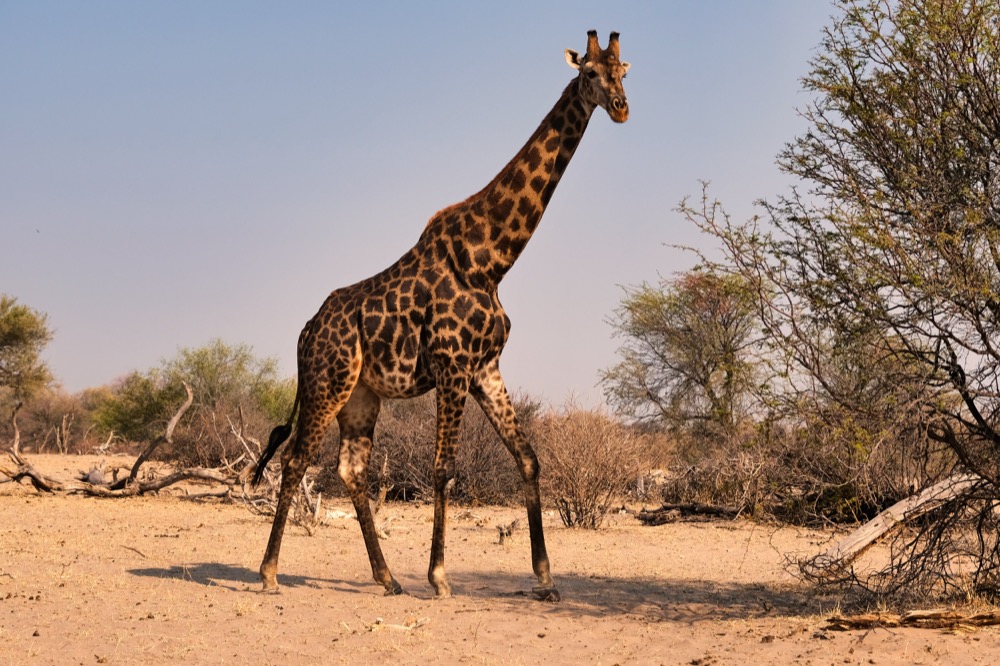 Giraffe Botswana