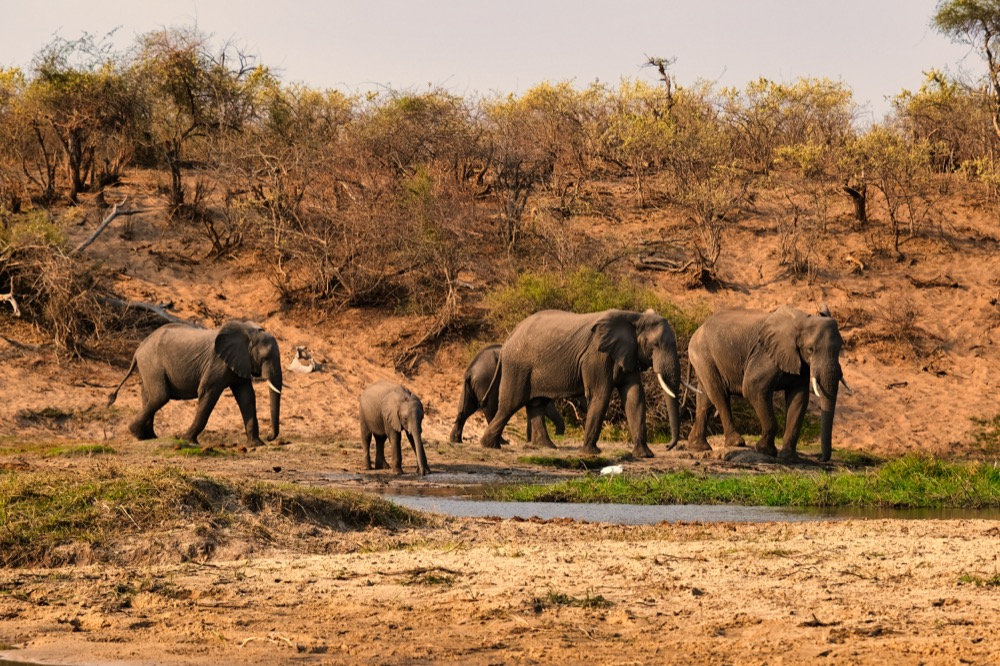 Elephants at Red Hills Botswana