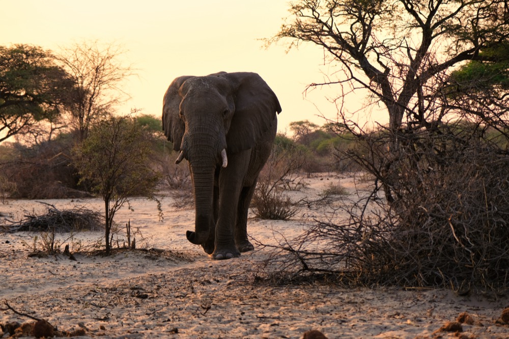 Bull Elephants Botswana