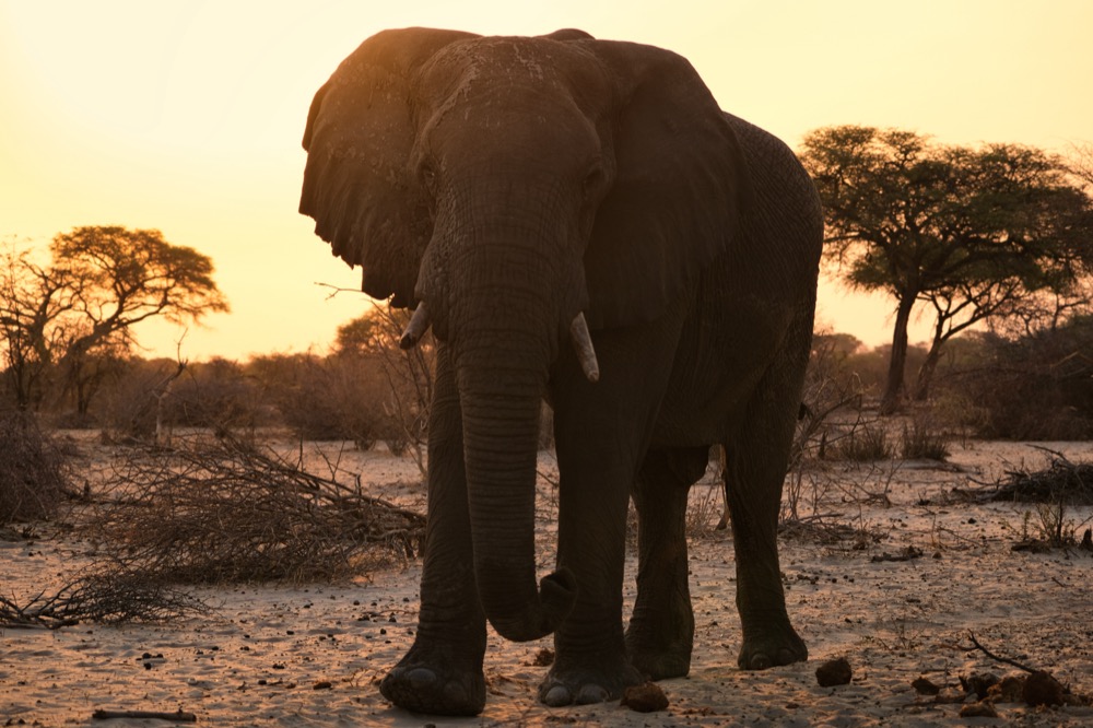 Bull Elephants Botswana