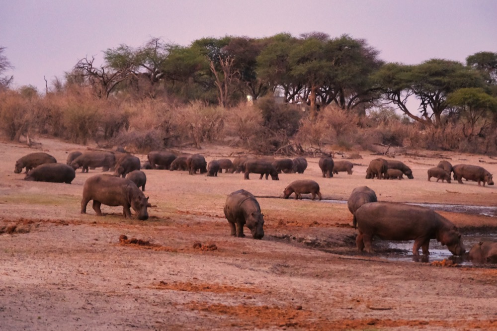 Hippopotami Botswana