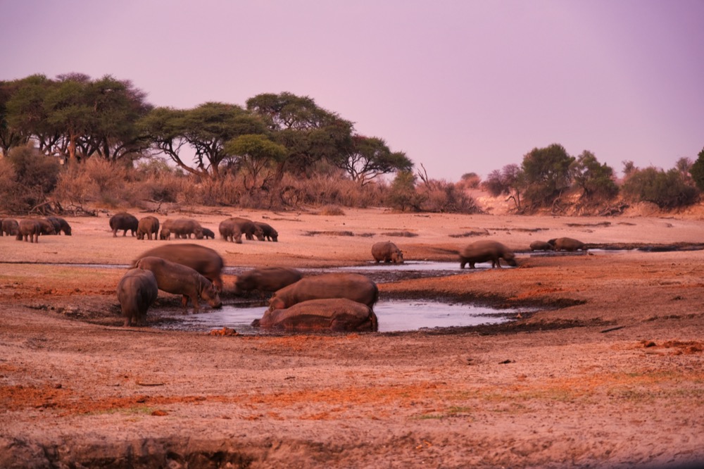 Hippopotami Botswana