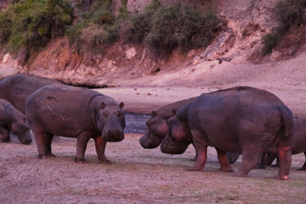 Hippopotami Botswana