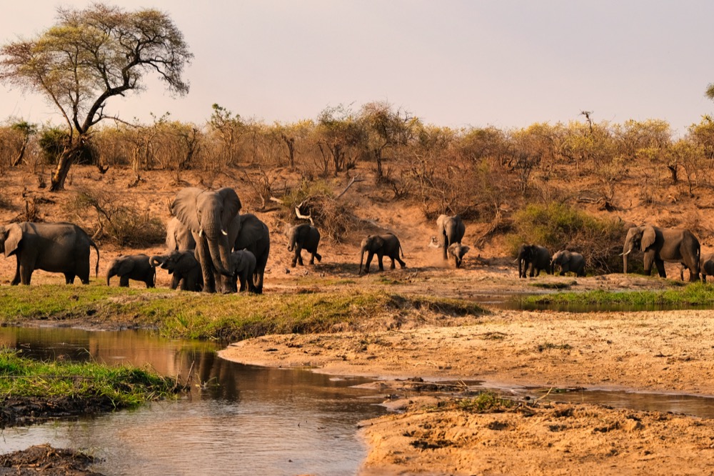 Elephants at Red Hills Botswana