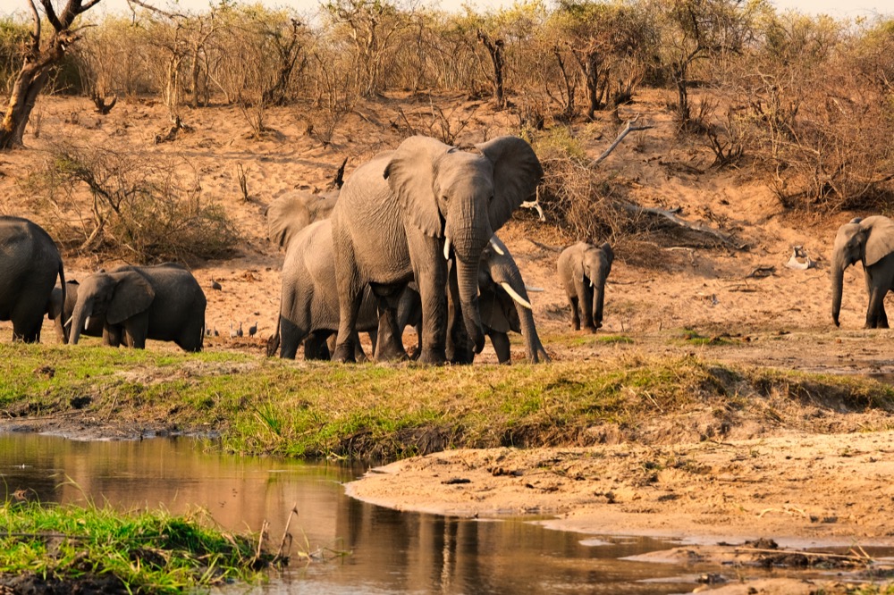 Elephants at Red Hills Botswana