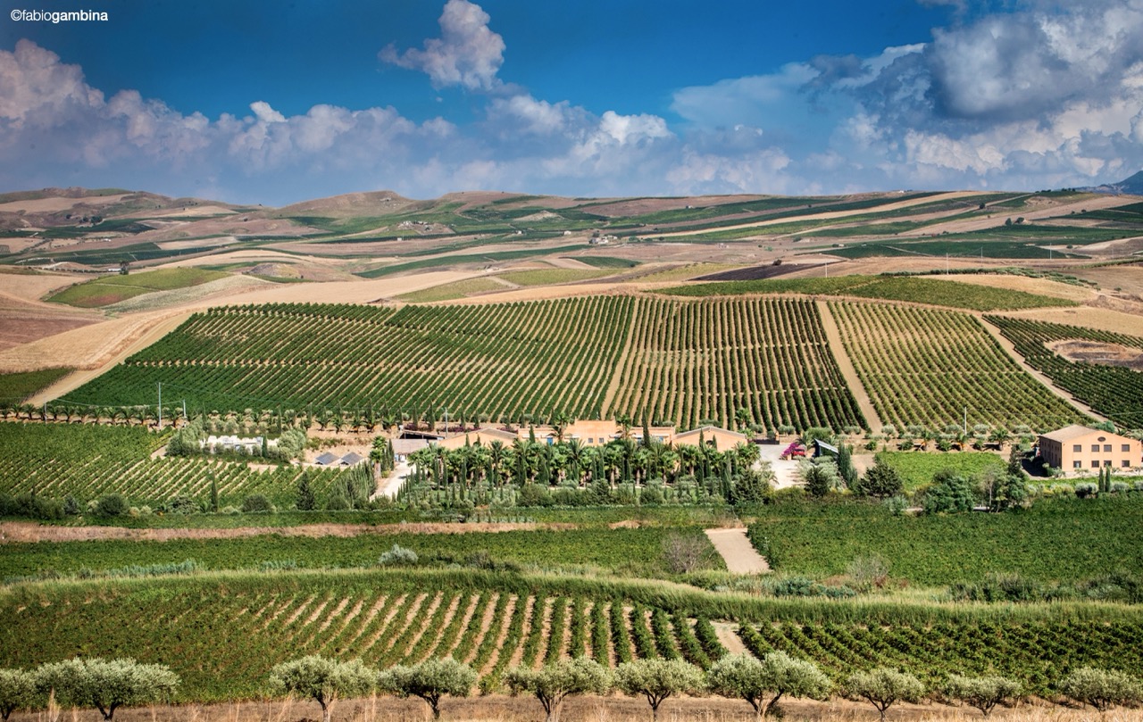 The vineyards