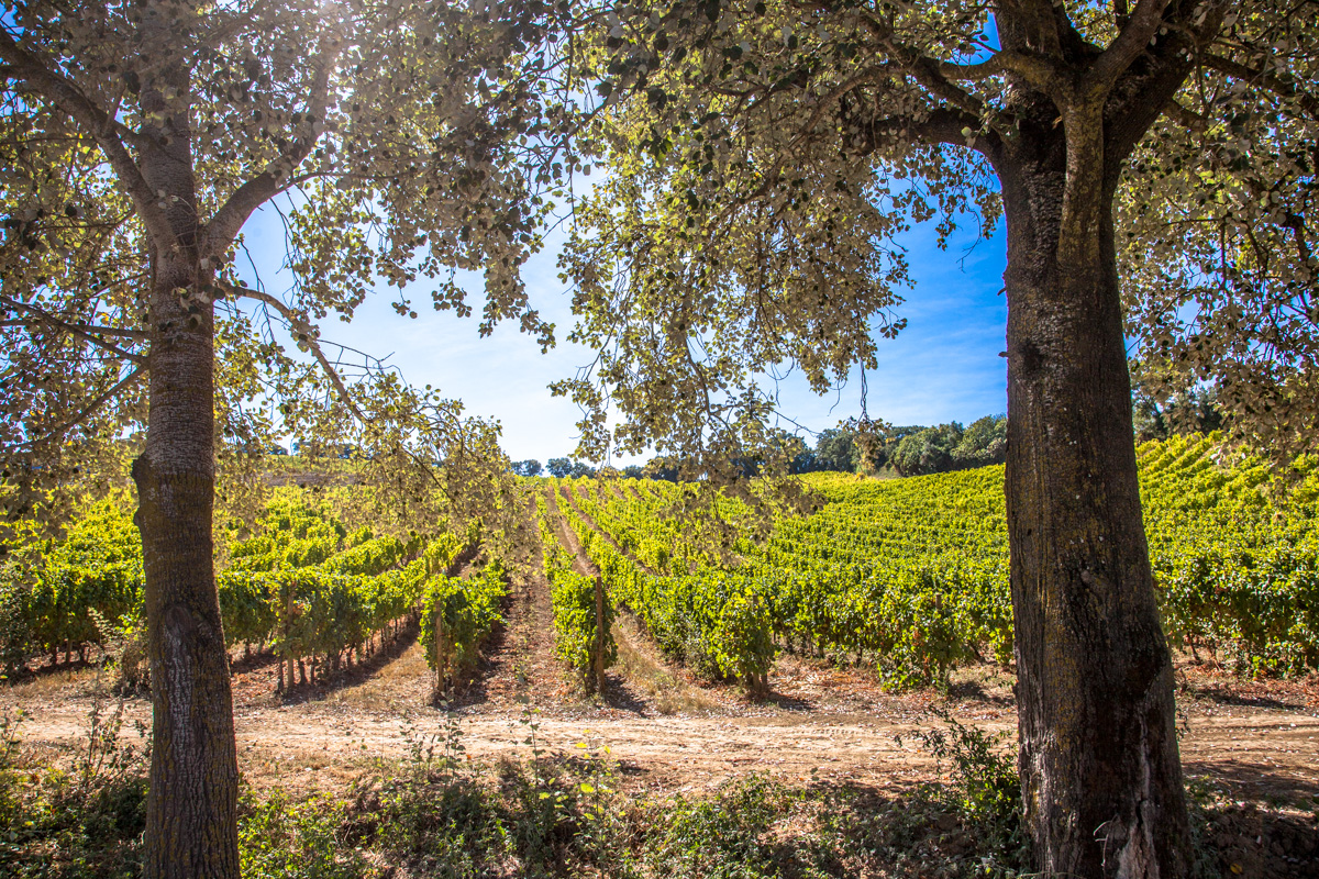 Stunning views of the vineyards